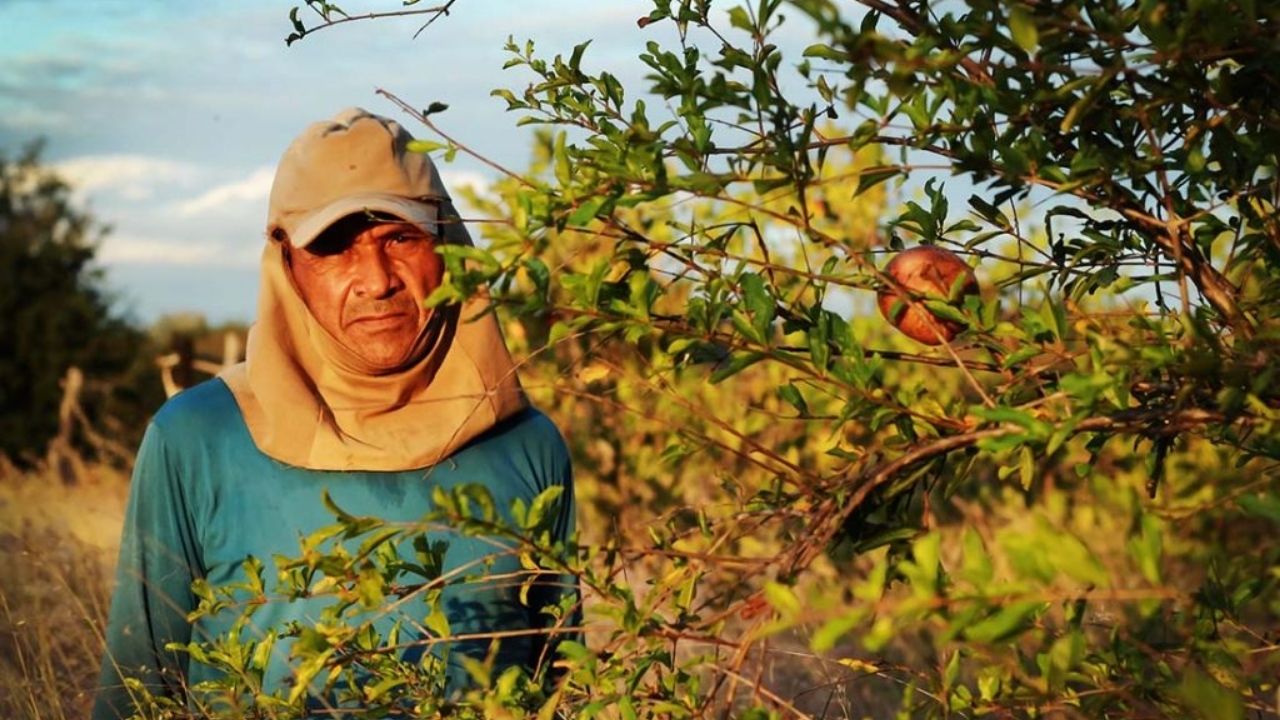 poço artesiano leva irrigação por gotejamento e água subterrânea ao semiárido, ampliando a produção em pequena propriedade.