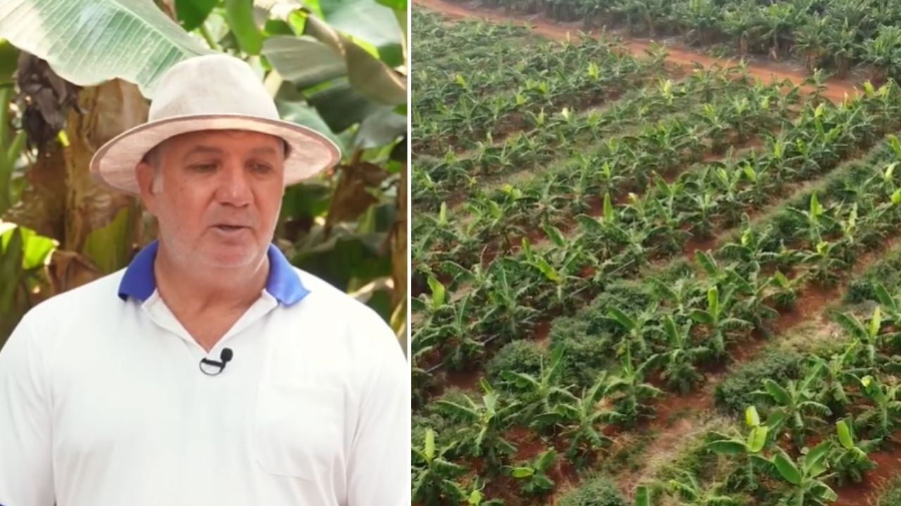 Produtor plantou só 50 mudas de banana na terra da soja e viu o teste virar um bananal com 15 mil pés em Mato Grosso; hoje, com irrigação, energia solar e venda a R$ 5 o quilo, colhe toda