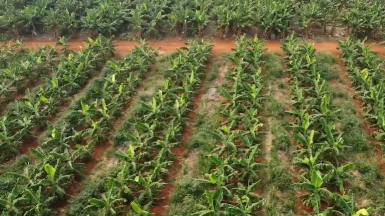 Banana en Mato Grosso se convierte en fruticultura con riego y energía solar, 15 mil plantas y cosecha semanal en la sequía.