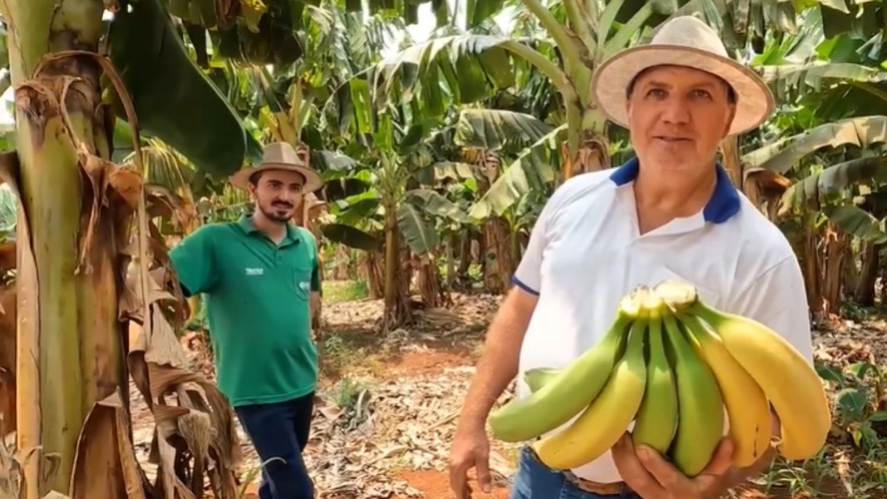 Banana en Mato Grosso se convierte en fruticultura con riego y energía solar, 15 mil pies y cosecha semanal en la sequía.
