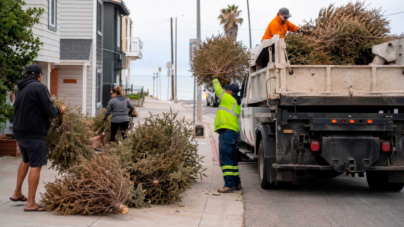 Recolhimento de árvores de Natal descartadas começa após as festas para reaproveitamento em projeto ambiental costeiro