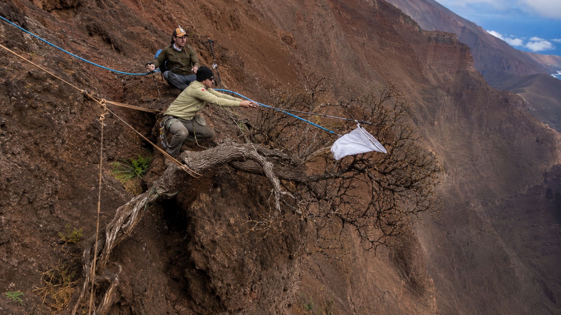 Resta uma só árvore desta espécie, presa a um penhasco no Chile: veja como cientistas colheram as sementes que podem evitar a extinção da planta para sempre.