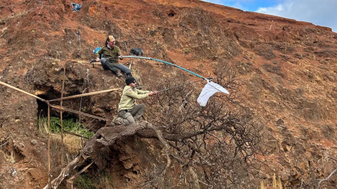 Researchers collect the seeds of the last remaining Dendroseris neriifolia tree on Robinson Crusoe Island, Chile. (Image credit: Gonzalo Rojas)
