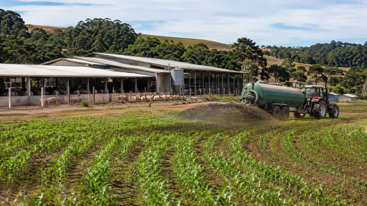 Pig farming emerged as an alternative for the son and now helps fertilize the crops