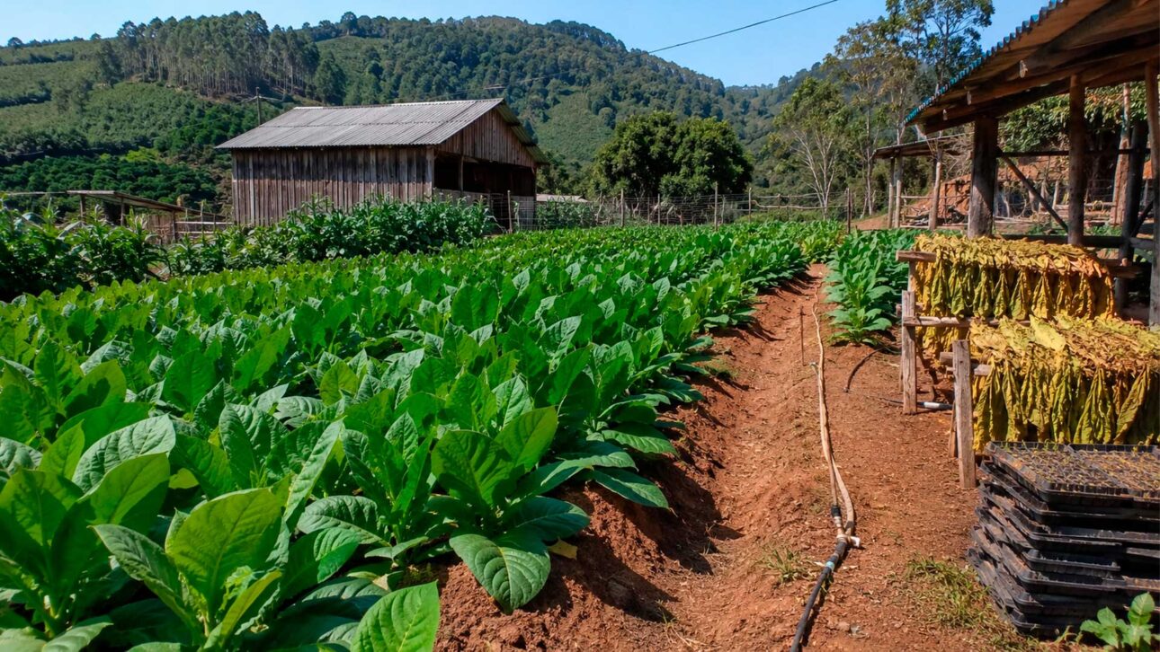 Tobacco remains the main crop and supports an important part of the income
