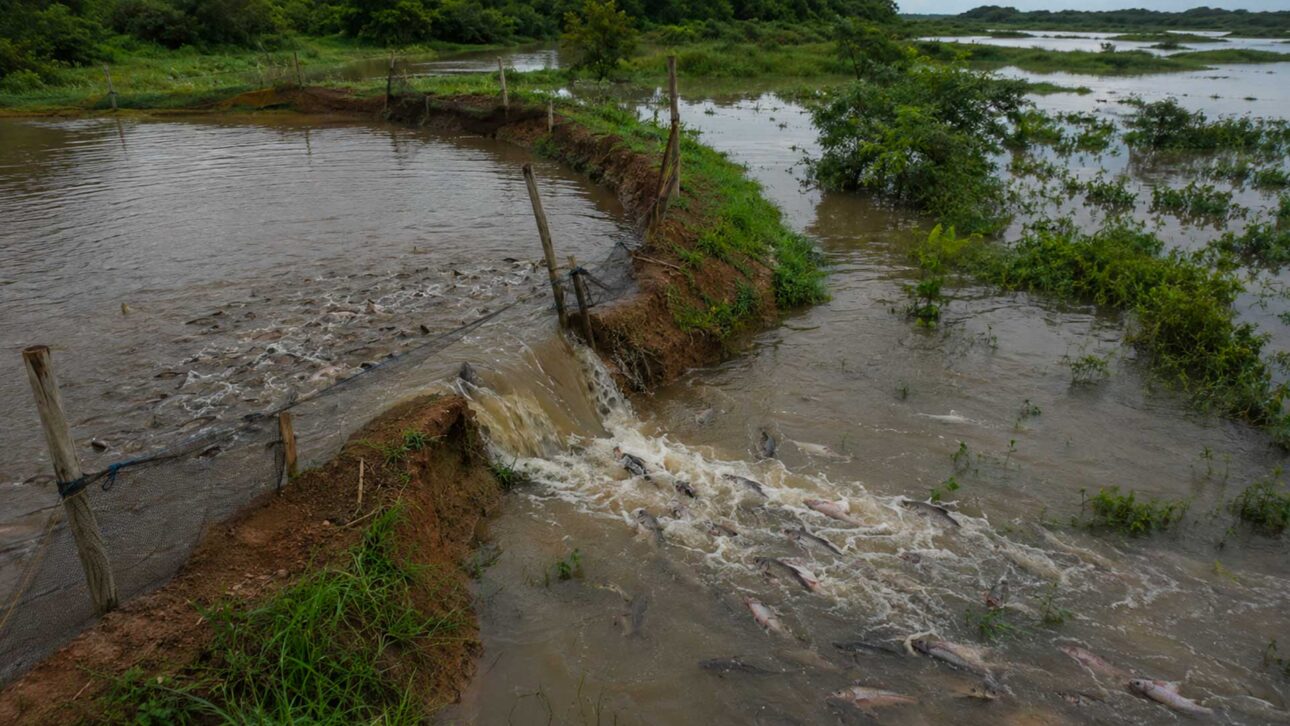Tanks in Flood-Prone Areas Help Explain the Invasion of Exotic Fish