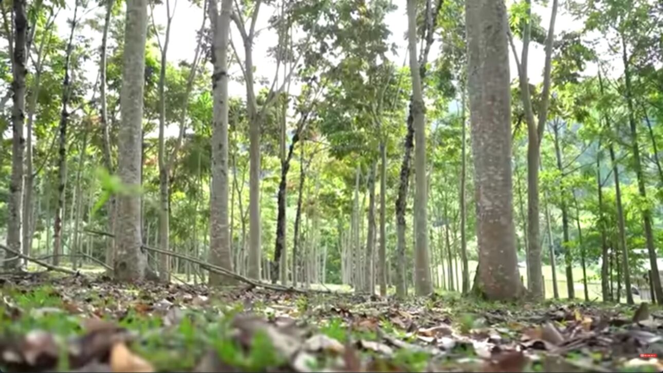 Em Lontras, pai e filho plantaram 660 mognos africanos numa terra gasta e hoje têm uma floresta de árvores enormes e seis nascentes de água.
