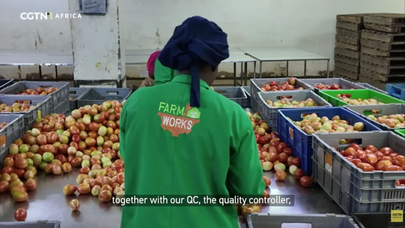 Uma empresa queniana cofundada por uma chinesa conecta pequenos produtores a mercados, paga na hora e diz reduzir em até 70% as perdas pós-colheita no Quênia.
