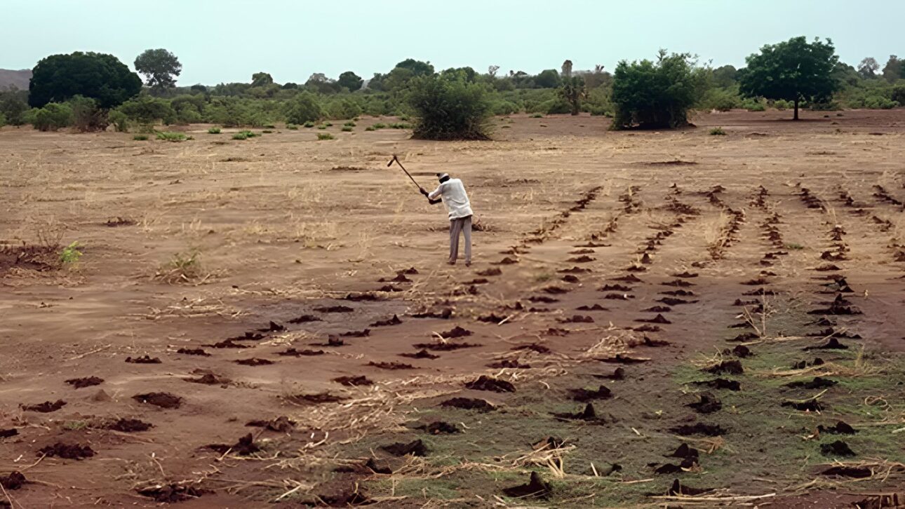 Sem estudo formal e cavando buraco por buraco, Yacouba Sawadogo transformou terra estéril em floresta de 40 hectares e virou o homem que parou o deserto em Burkina Faso