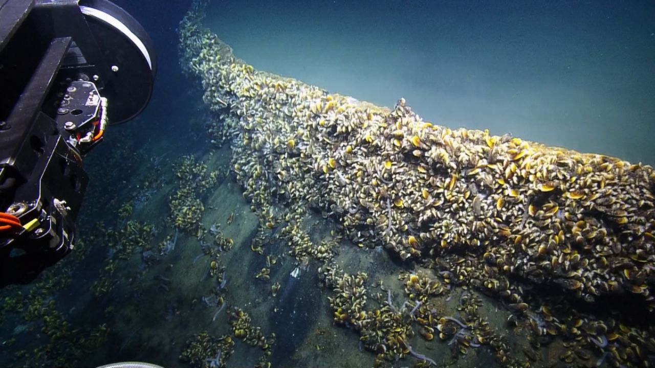 Conozca el lago submarino que existe en el fondo del mar y sorprende a los científicos por reunir condiciones extremas y vida adaptada.
