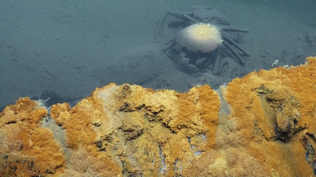 Conozca el lago submarino que existe en el fondo del mar y sorprende a los científicos por reunir condiciones extremas y vida adaptada.