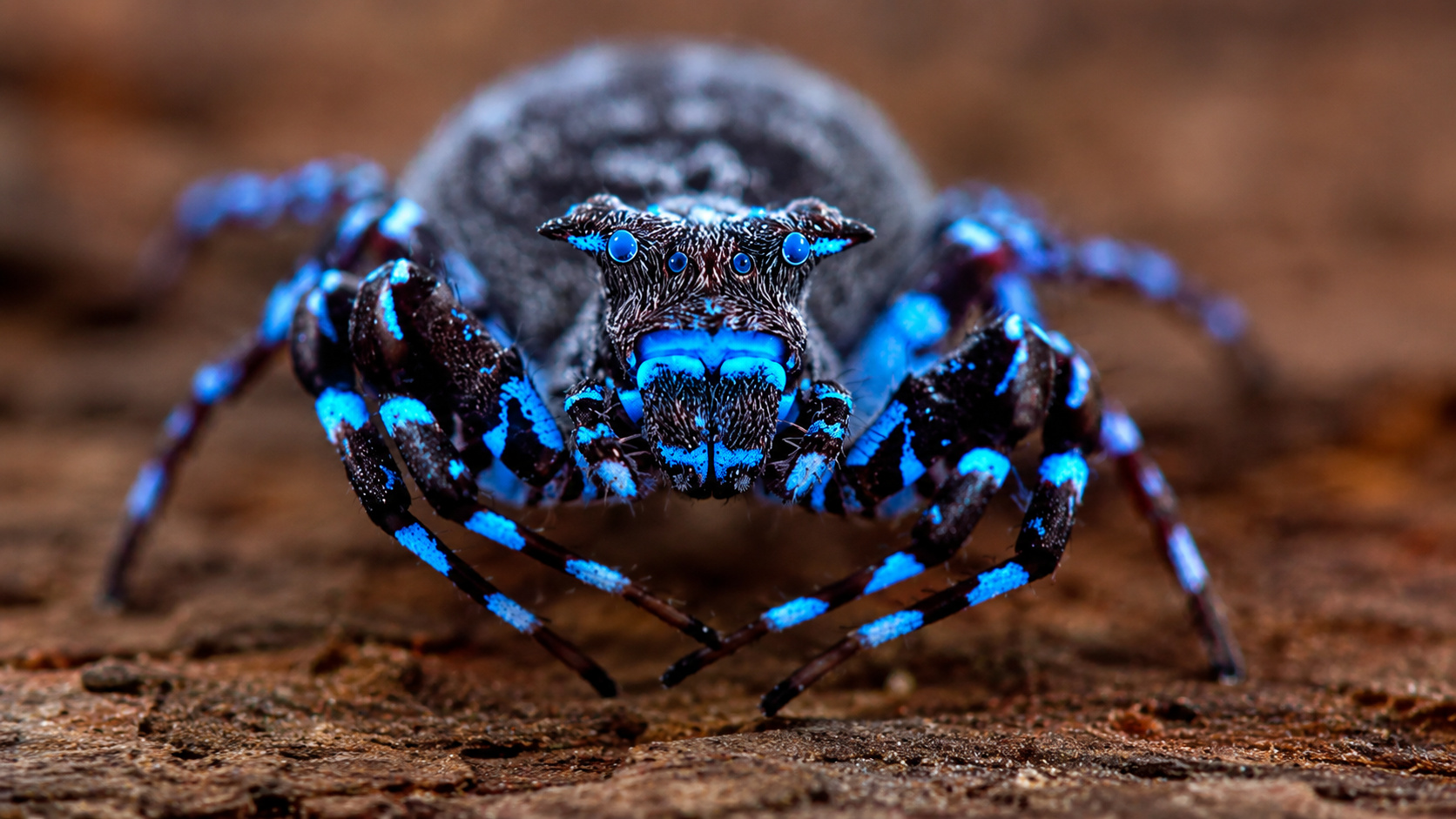 Aranha fluorescente com detalhes azuis brilhantes observada de perto durante pesquisa sobre novas espécies descobertas no Planalto de Lisima, em Angola.