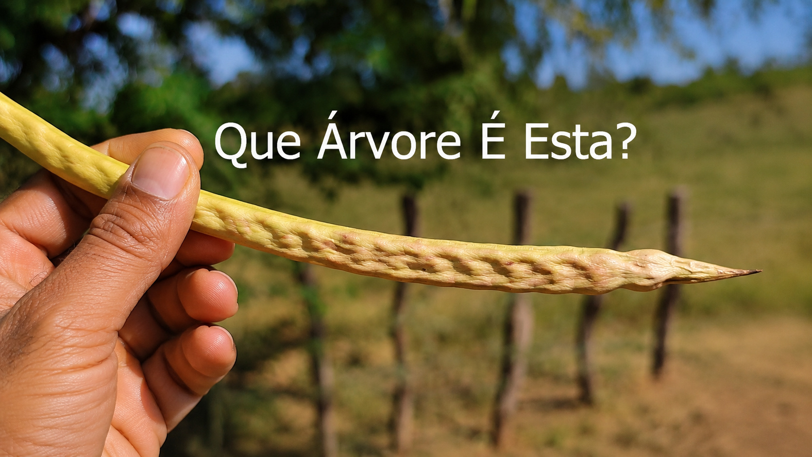 Árvore estrangeira plantada para combater a seca invade mais de 1 milhão de hectares da Caatinga, avança sobre matas ciliares e transforma antiga solução para o semiárido em uma ameaça silenciosa à biodiversidade