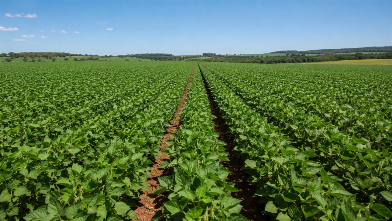 Lavouras de soja e milho lideram a adoção de produtos biológicos no lugar dos defensivos químicos tradicionais.