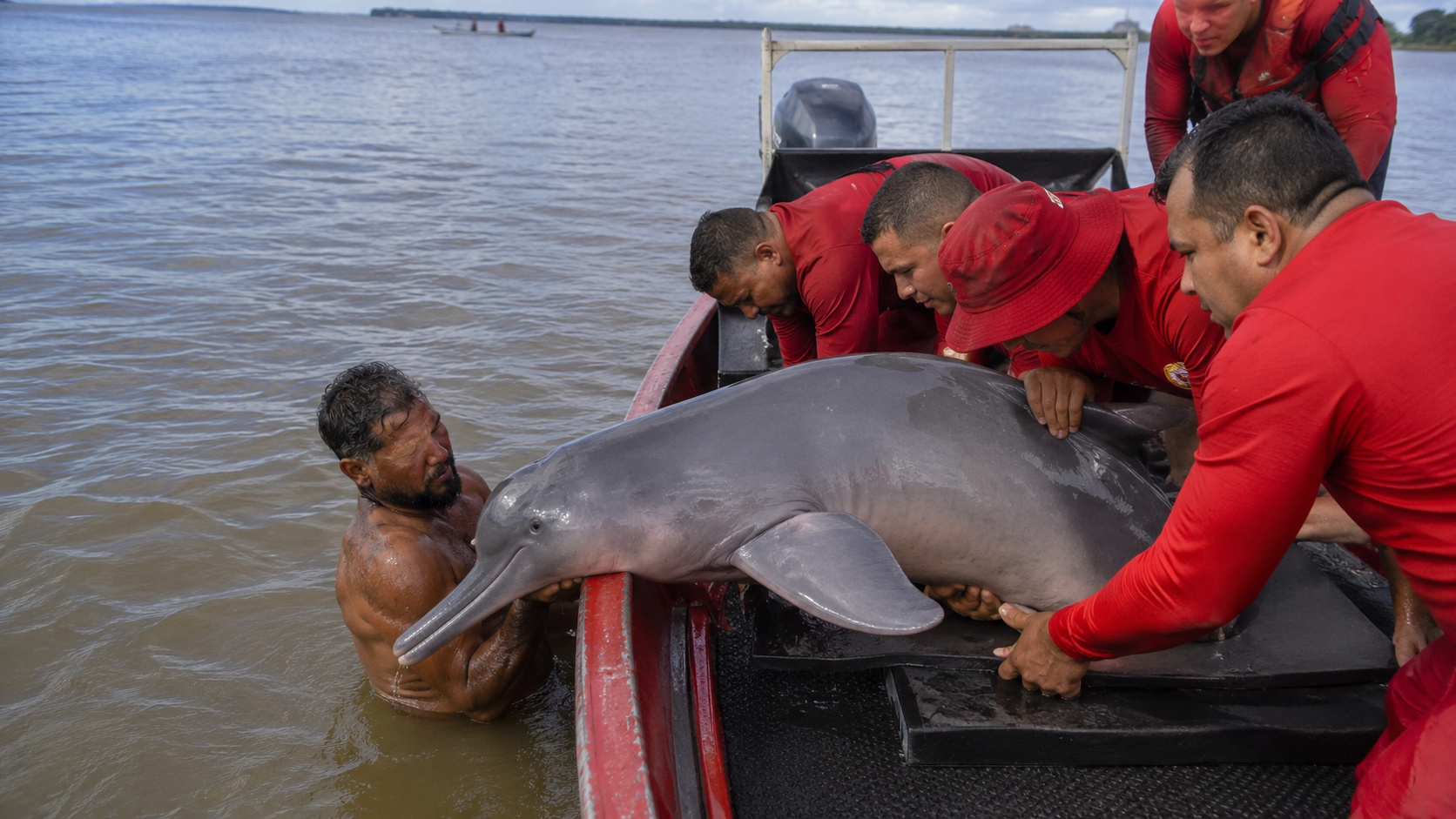 Equipe de resgate realiza atendimento a boto ferido dentro de uma embarcação em rio da Amazônia