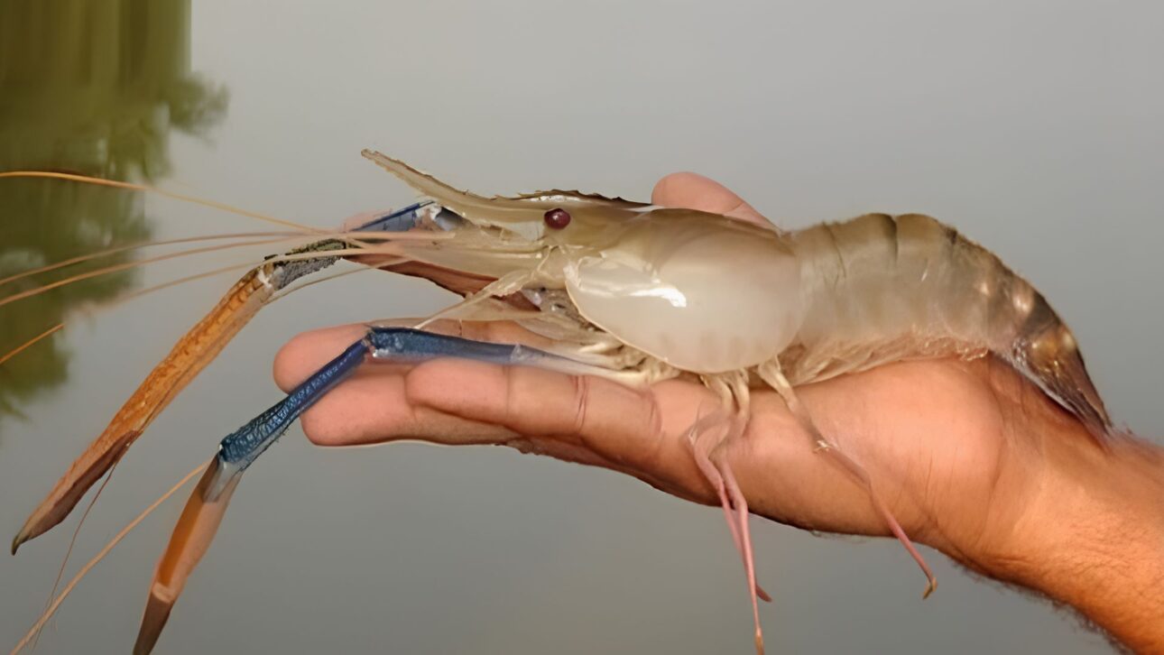 Camarão-gigante-da-Malásia invade o litoral brasileiro e acende alerta ecológico: espécie exótica já registrada em 68 áreas costeiras pode competir com nativos, espalhar patógenos e ameaçar berçários naturais de manguezais