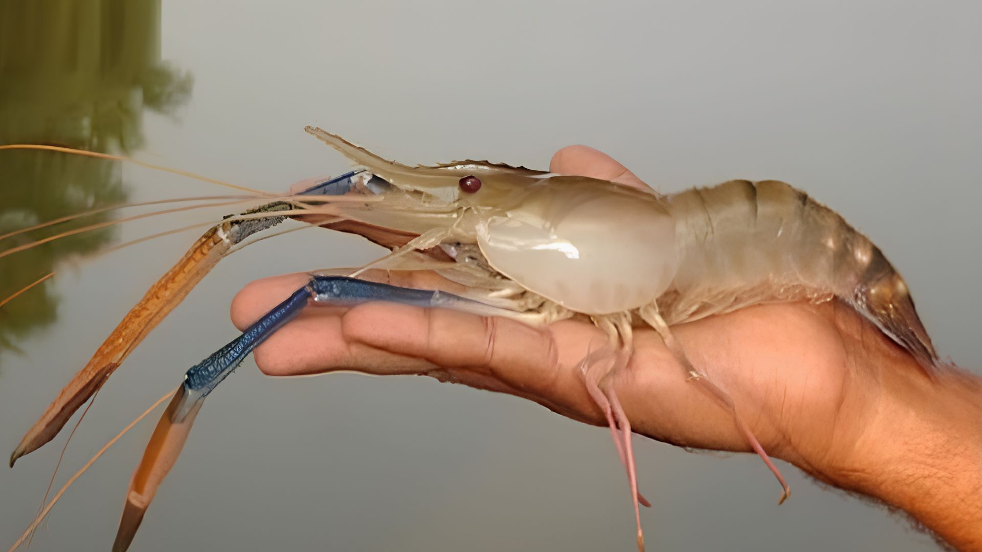 Camarão-gigante-da-Malásia invade o litoral brasileiro e acende alerta ecológico: espécie exótica já registrada em 68 áreas costeiras pode competir com nativos, espalhar patógenos e ameaçar berçários naturais de manguezais