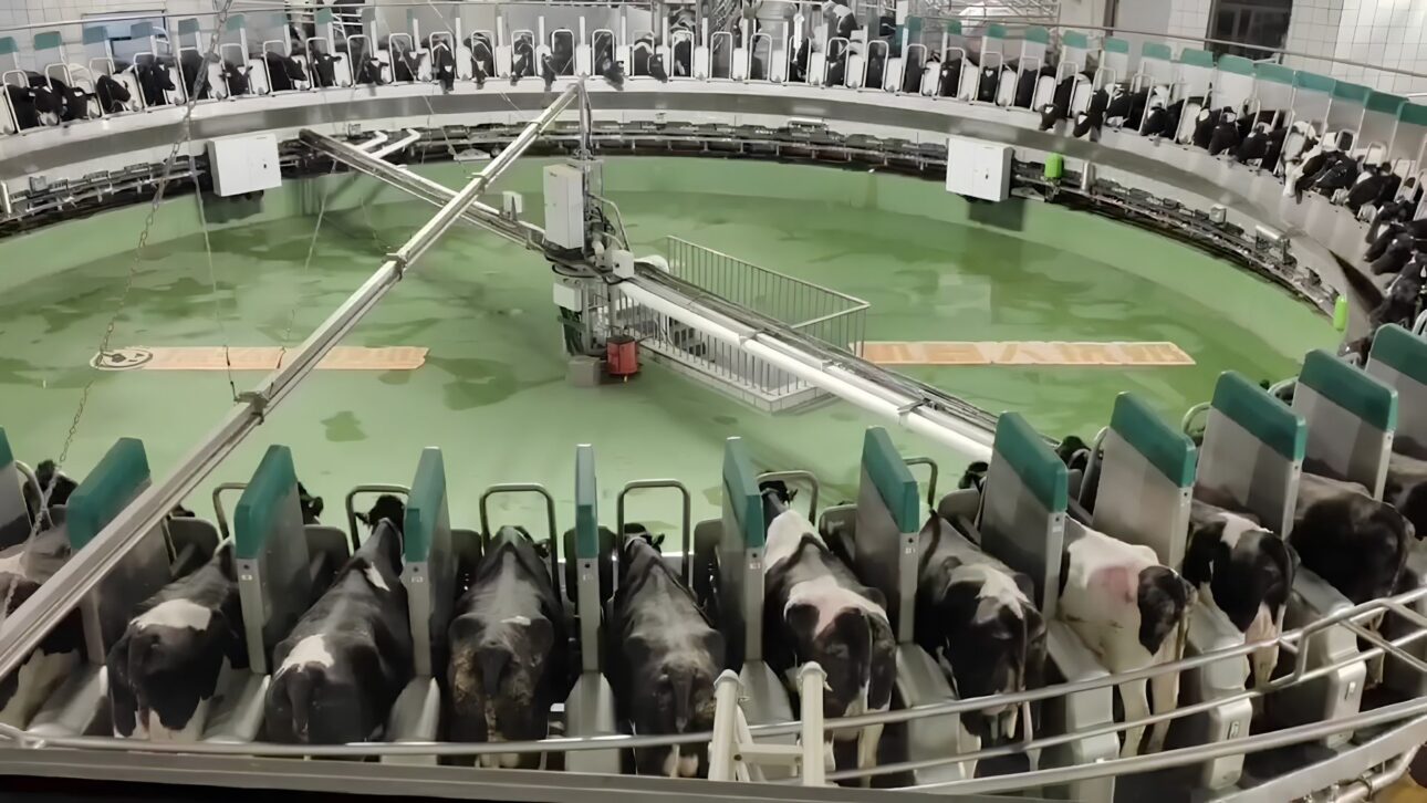 Na China, o maior carrossel de ordenha totalmente automático do mundo usa 2 plataformas de 80 pontos, coloca mais de 5.000 vacas