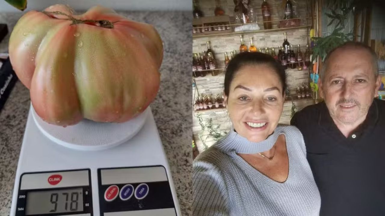 Casal do Rio Grande do Sul colhe tomate gigante de 978 gramas em cultivo orgânico e chama atenção pelo tamanho incomum.