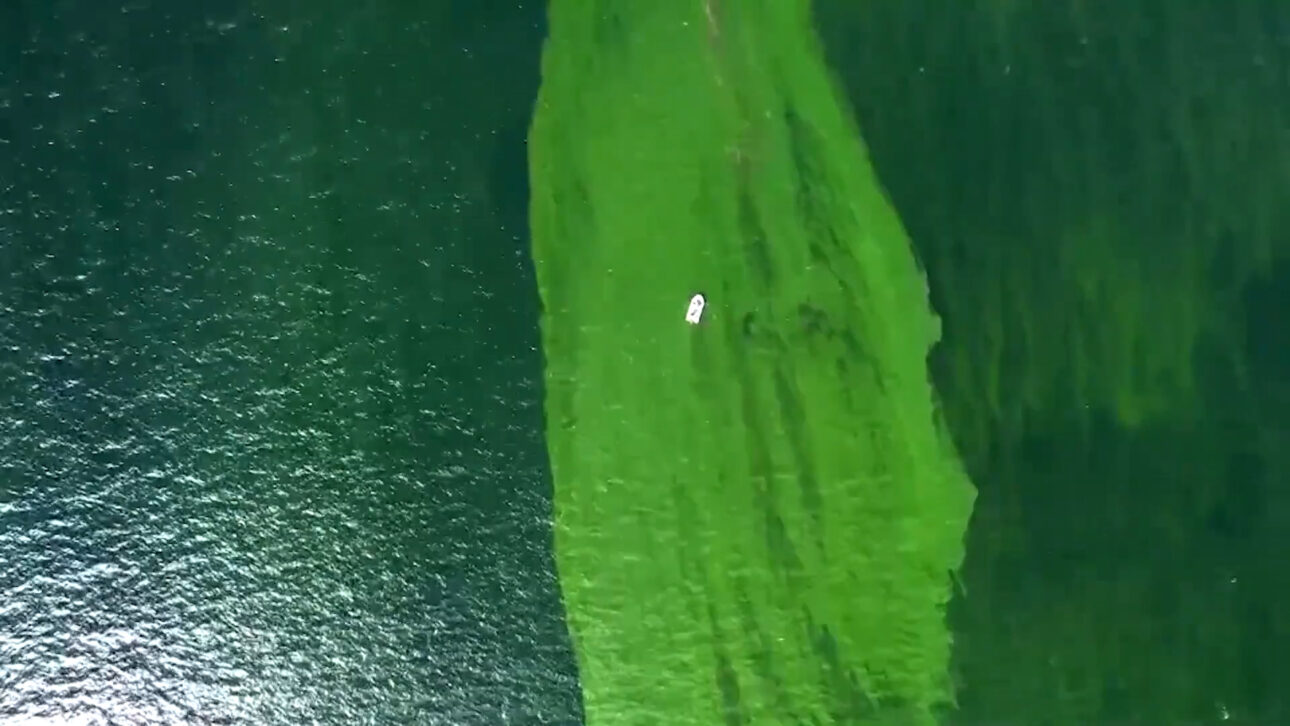 Extreme plankton bloom creates 'dead zone' off Thailand