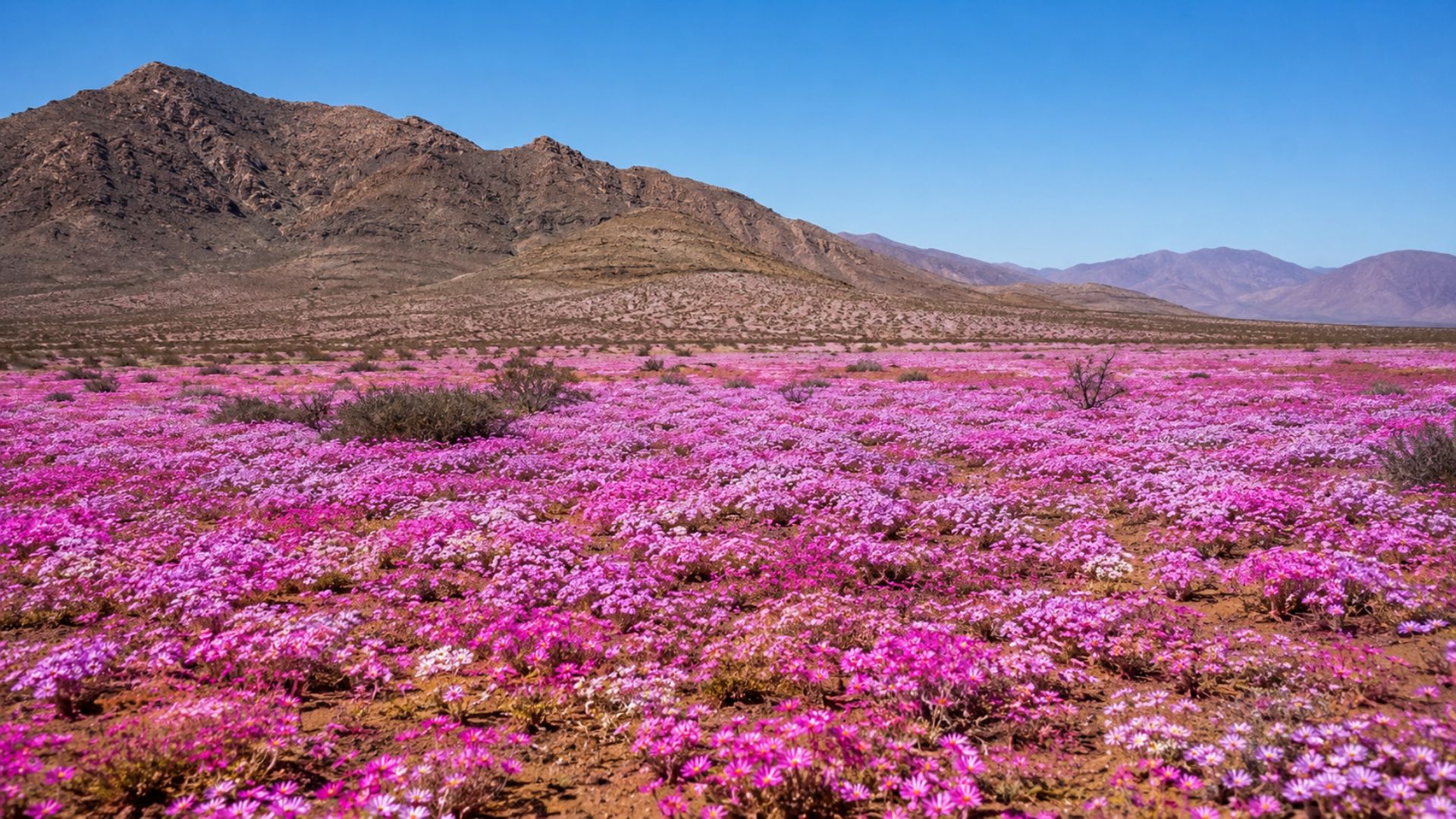 No Atacama, o deserto mais seco do mundo, mais de 200 espécies de flores brotam: o deserto florido surge quando chuvas raras acordam sementes antigas.