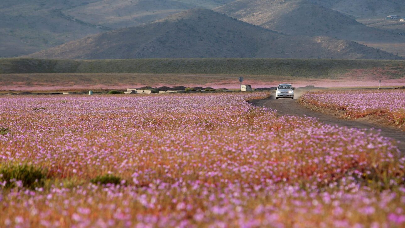 In the Atacama, the driest desert in the world, more than 200 species of flowers bloom: the flowering desert emerges when rare rains awaken ancient seeds.