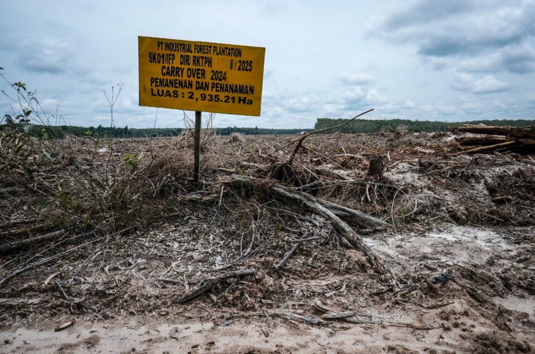 Terreno desmatado na Indonésia com restos de árvores e placa de concessão florestal industrial, ilustrando a conversão de floresta tropical em áreas destinadas à produção de celulose.