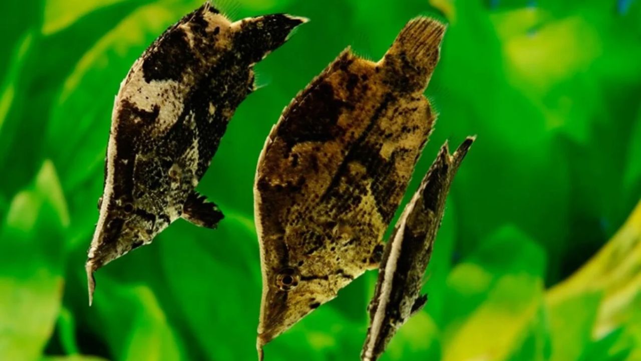 Descubra como o peixe-amazônico usa o formato plano de seu corpo e pequenas expansões na pele para imitar folhas em decomposição e capturar presas.