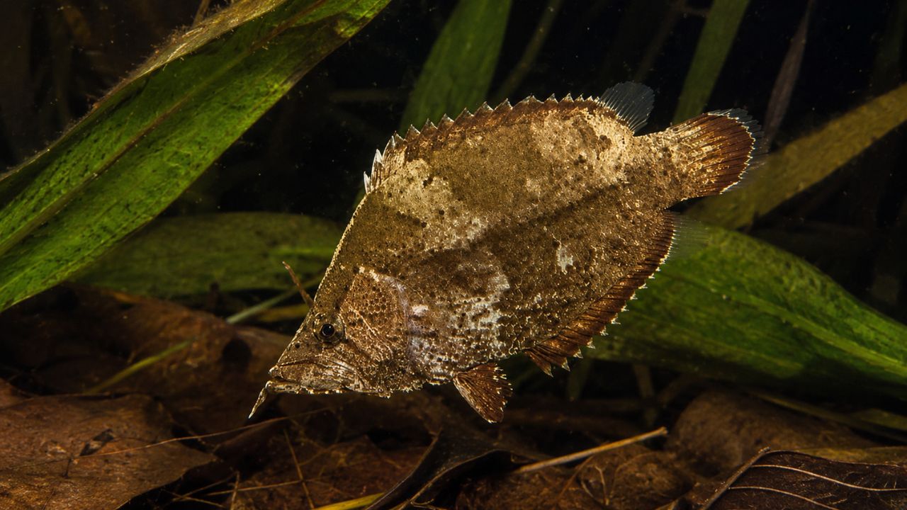 Descubra como o peixe-amazônico usa o formato plano de seu corpo e pequenas expansões na pele para imitar folhas em decomposição e capturar presas.