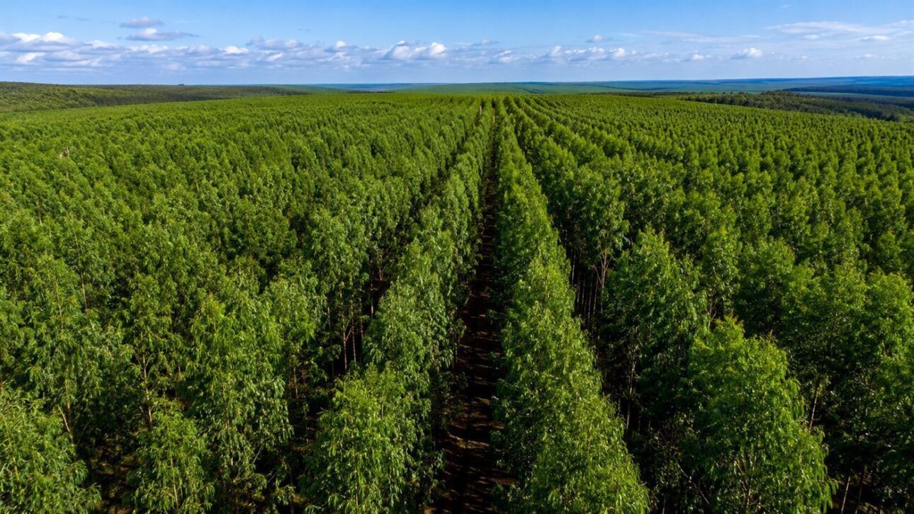 Plantações de eucalipto cercam a fábrica e abastecem a maior linha única de celulose do mundo.