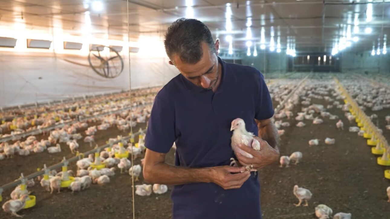 Family of rural producers in a modern chicken farm in the interior of São Paulo with climate-controlled aviaries and production aimed at export.