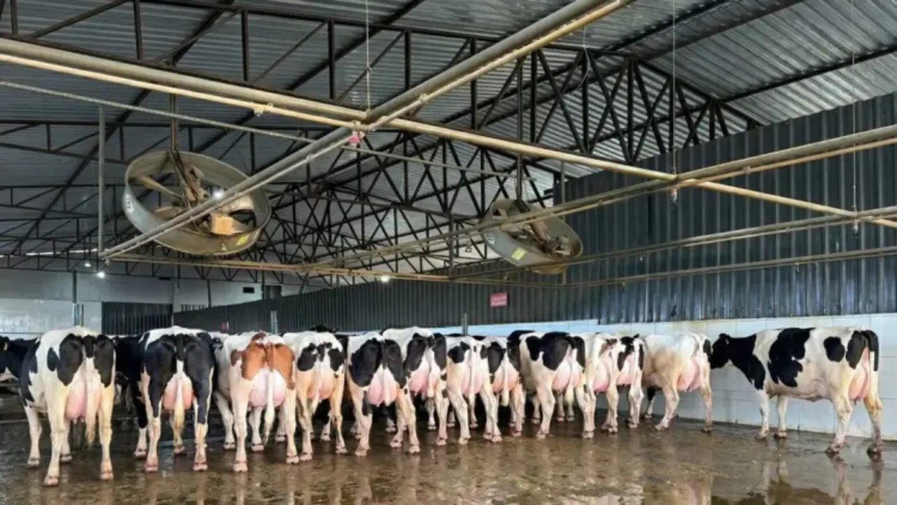 Fazenda Avelan se adapta a seca Nordeste