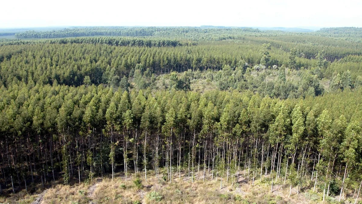 Vista aérea de bosque plantado con árboles alineados, representando el potencial de expansión forestal en áreas degradadas de São Paulo.