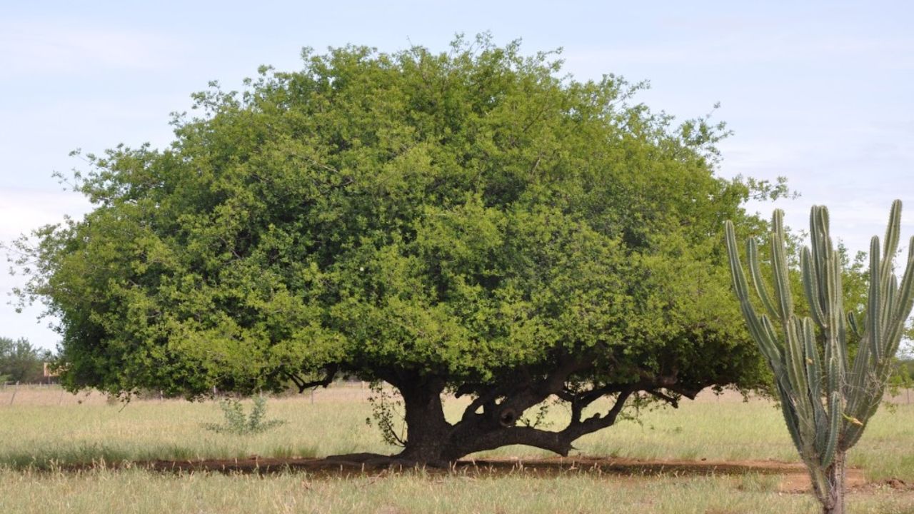 Umbu es un fruto nativo del Semiárido que une tradición, alimentación, cultura y generación de ingresos en diversas comunidades.