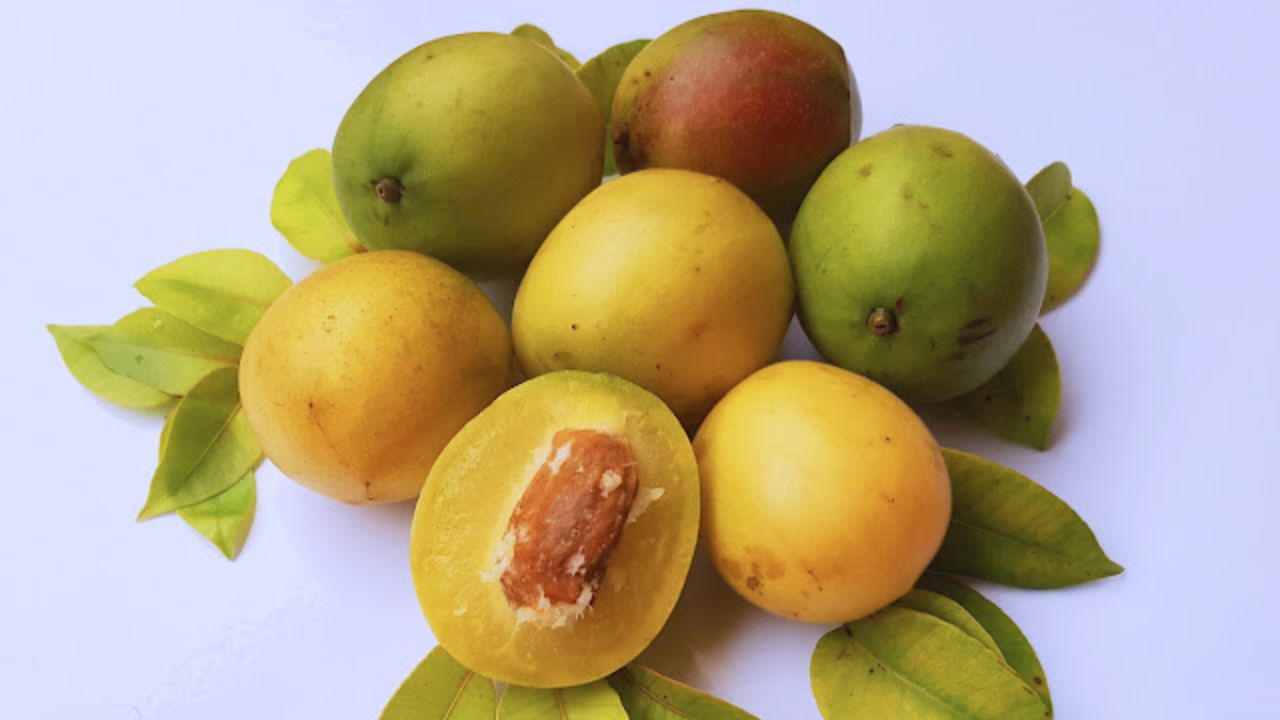 Umbu é um fruto nativo do Semiárido que une tradição, alimentação, cultura e geração de renda em diversas comunidades.