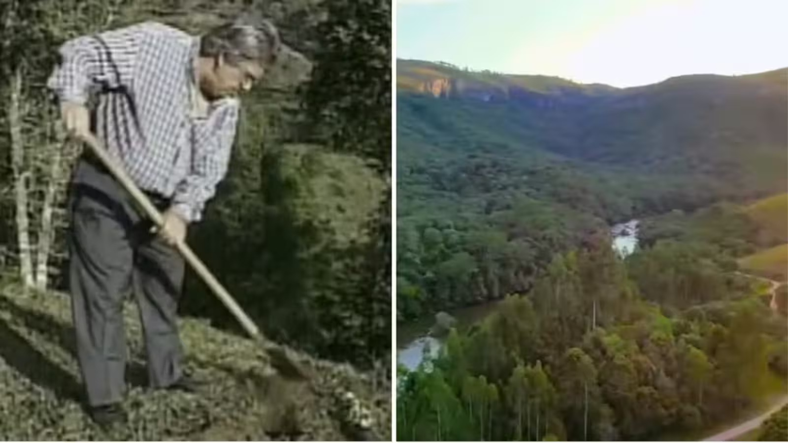 Homem passa a vida plantando ávores no Paraná