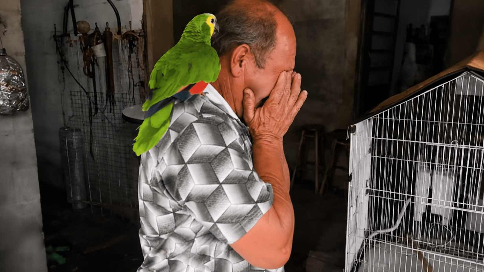 Homem emocionado com papagaio verde no ombro ao lado de uma gaiola, representando o reencontro entre Adilson e Louro após decisão judicial.