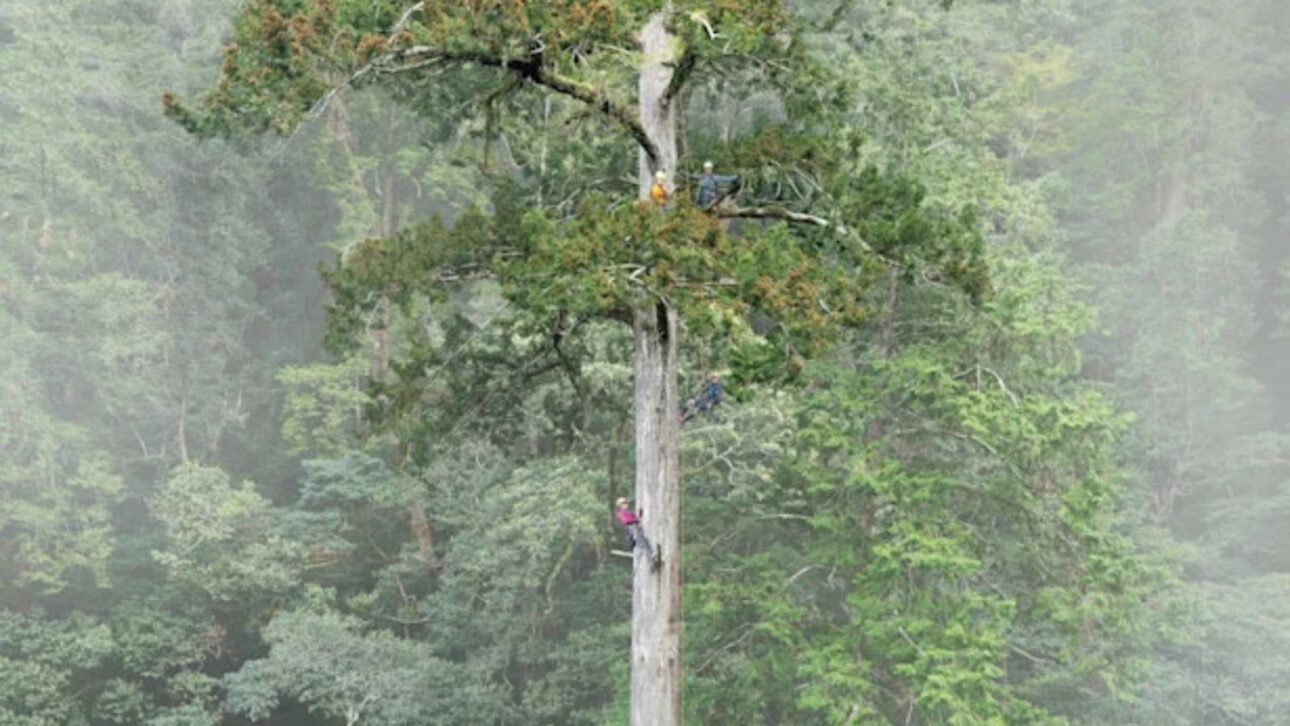 tree