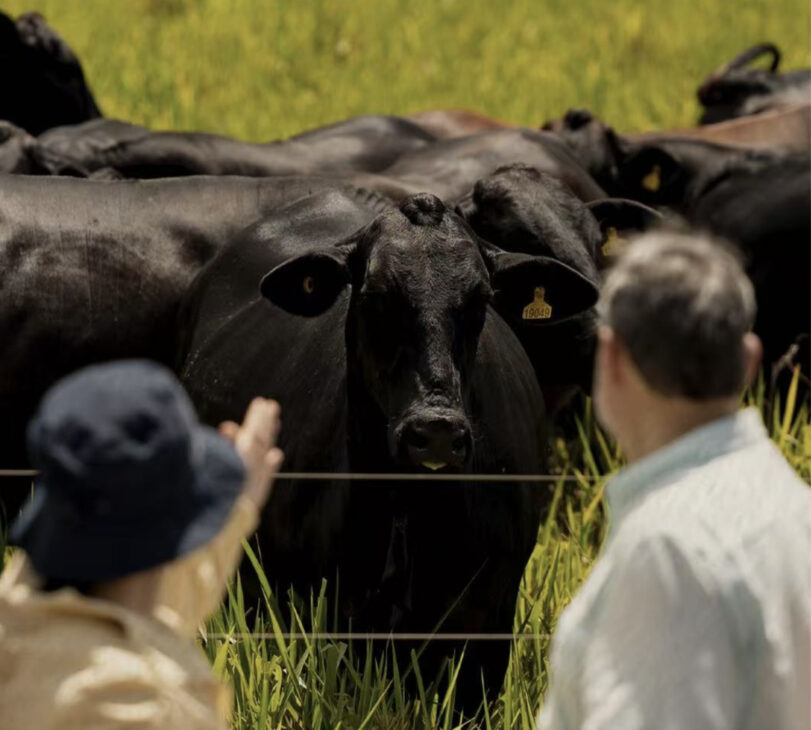 Rebanho de gado bovino em pastagem observado por técnicos durante visita de inspeção, representando o monitoramento da produção de carne brasileira voltada ao mercado chinês e aos padrões de sustentabilidade.