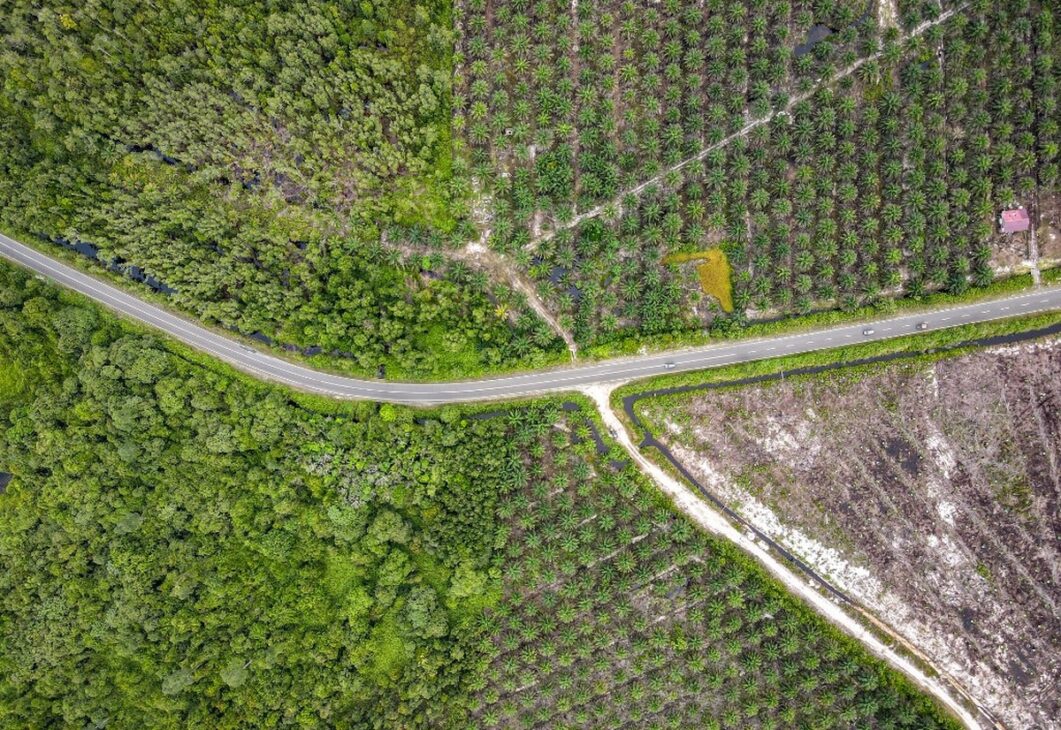 Imagem aérea de floresta tropical na Indonésia ao lado de áreas desmatadas e convertidas em plantações, ilustrando os impactos ambientais associados à produção de celulose para embalagens.