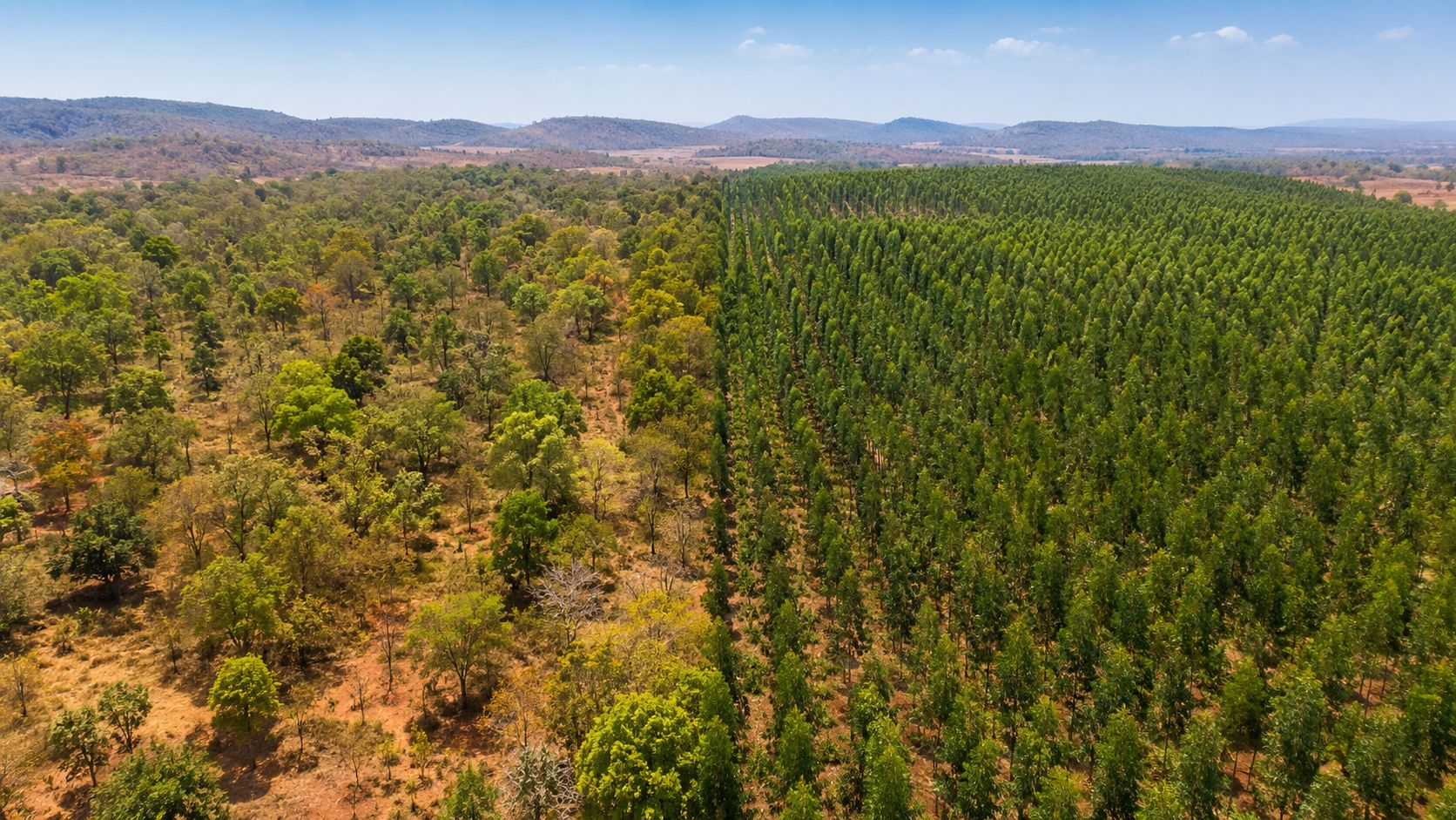 Saiba mais sobre a floresta tropical seca na Índia e seu crescimento recente, que supera o tamanho do País de Gales.