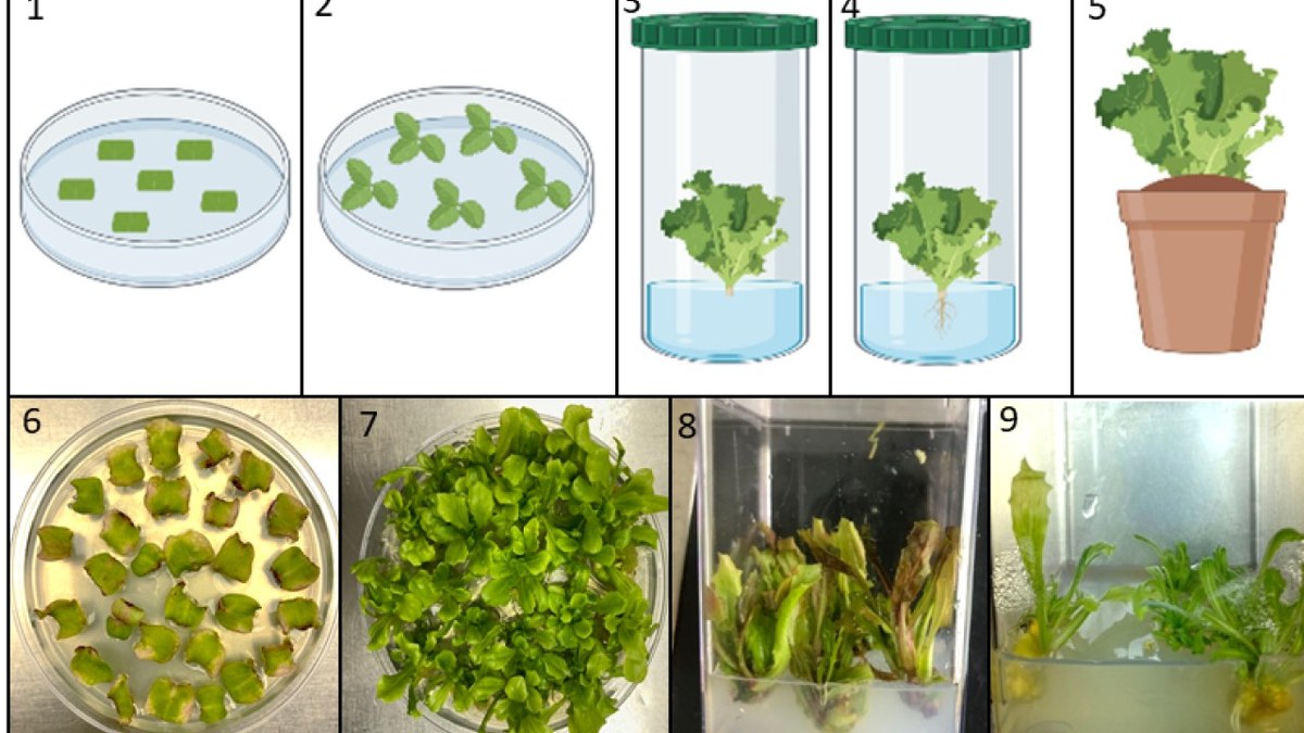 Científico analizando plantas en laboratorio