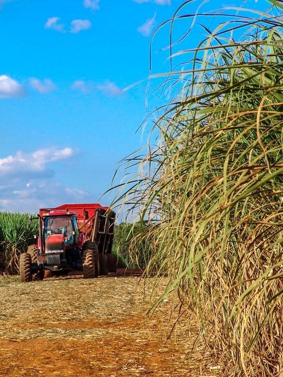 Sugarcane plantation with agricultural machinery