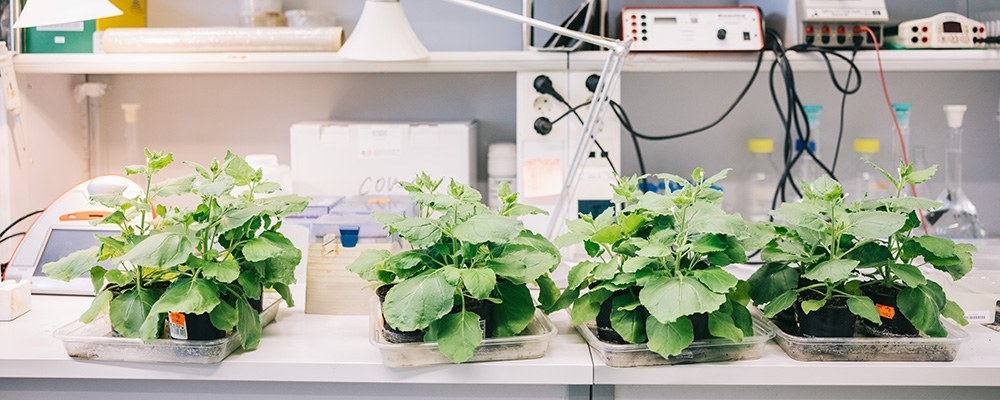 Plantas en cultivo en ambiente de laboratorio
