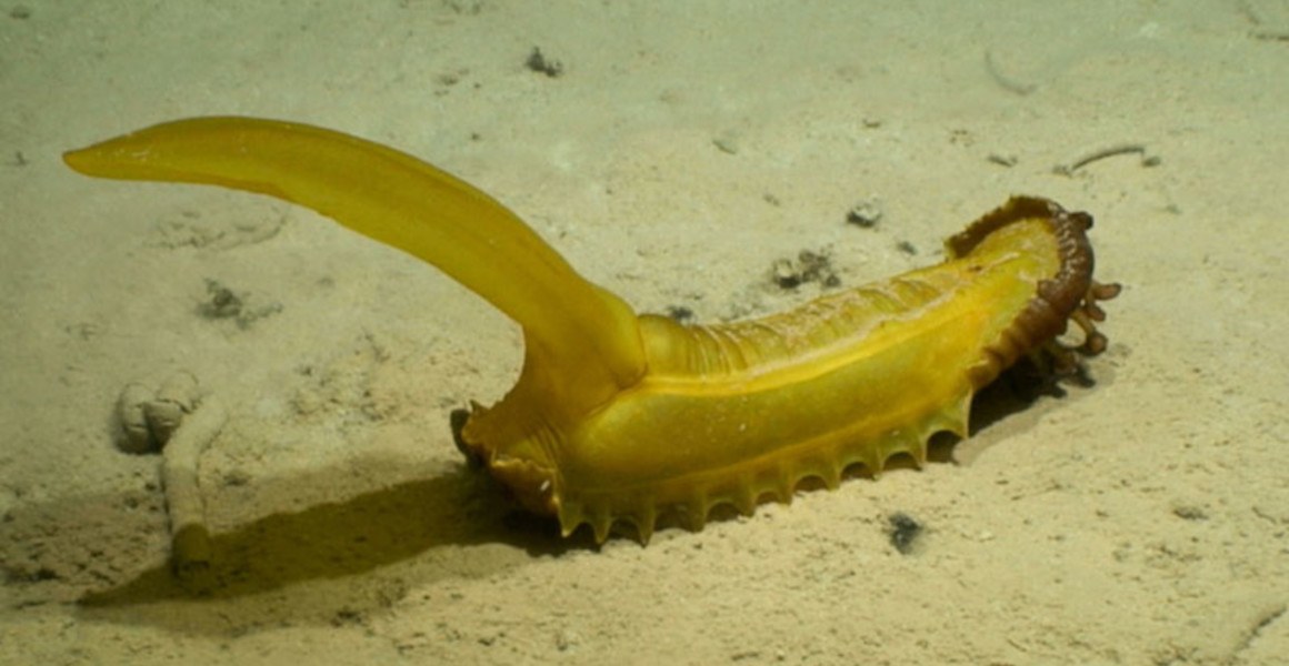 Animal marinho incomum encontrado em expedição de mar profundo