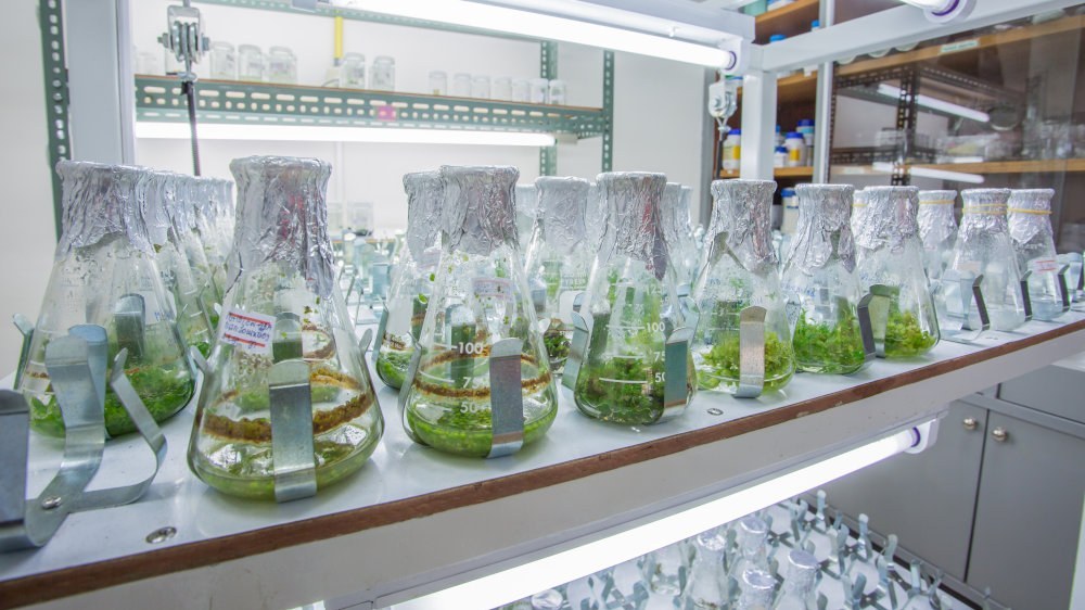 Plantas creciendo bajo luz en cámara de laboratorio
