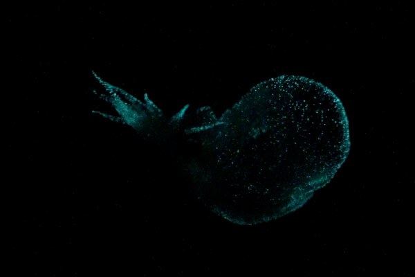 Criatura bioluminescente fotografada nas profundezas do oceano