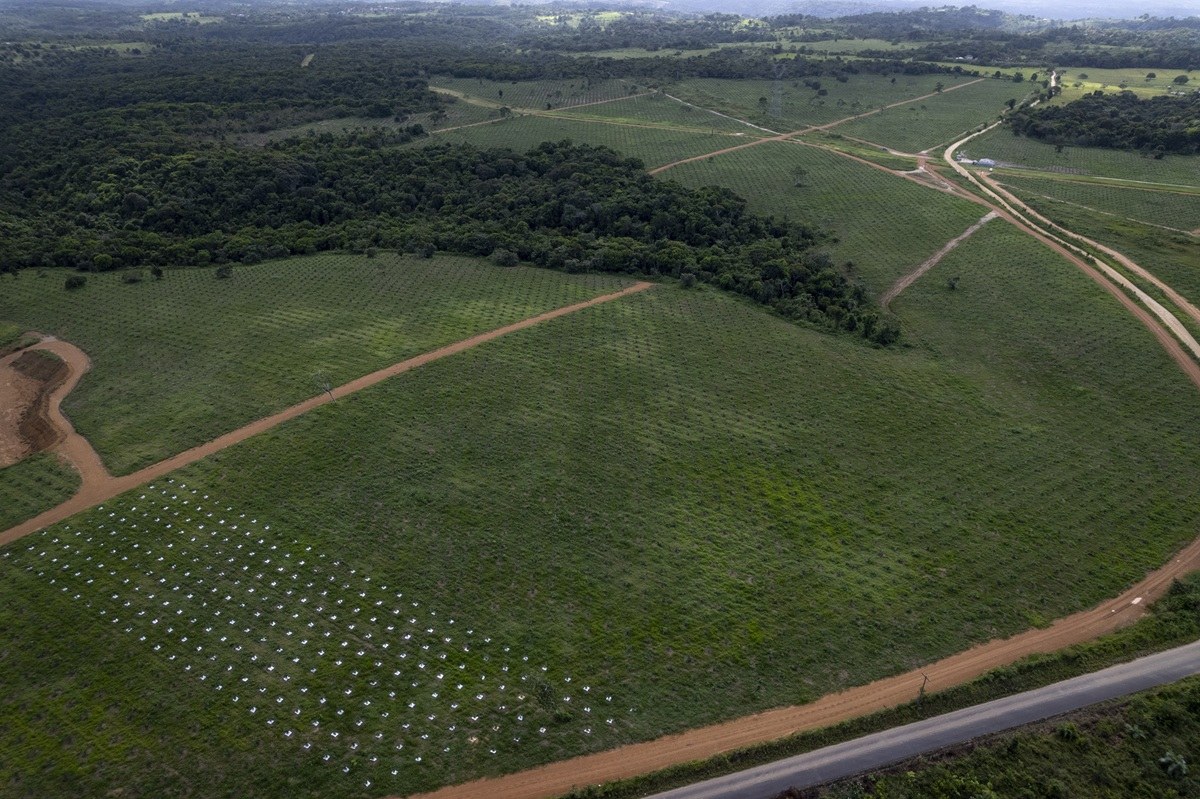 Plantação que serve de matéria-prima para combustíveis renováveis