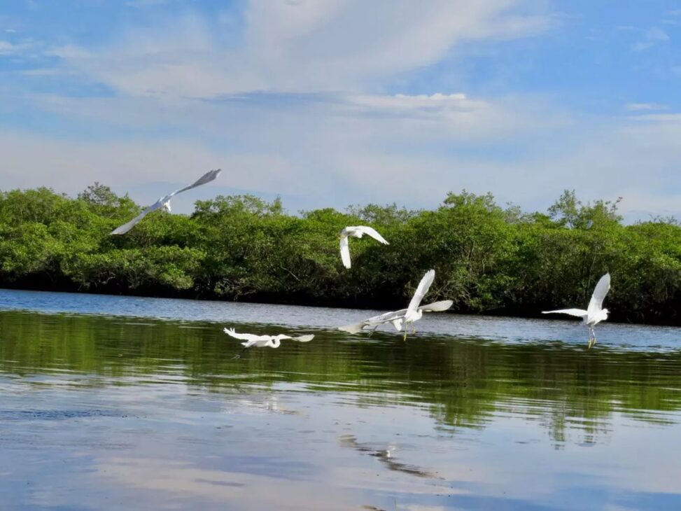 ves sobrevoam área alagada e vegetação nativa em Itapoá, cenário ligado à criação de corredores ecológicos pelo programa Simflor.