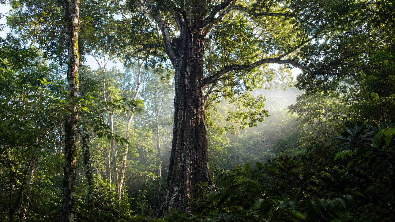 Jacarandá-da-bahia supplied the luxury market for centuries, becoming the most valuable wood in Brazil